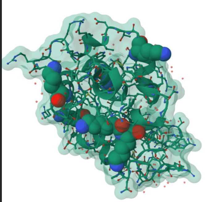 Protein structure of lysozyme
